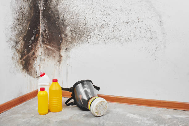 Mold Removal and Inspection in High Springs, FL