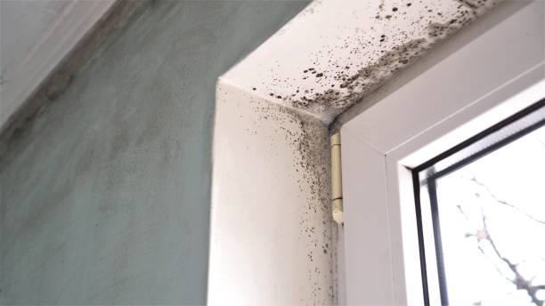 Best Residential Mold Removal  in High Springs, FL