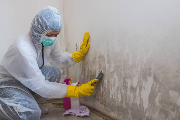 Mold Testing and Removal in High Springs, FL