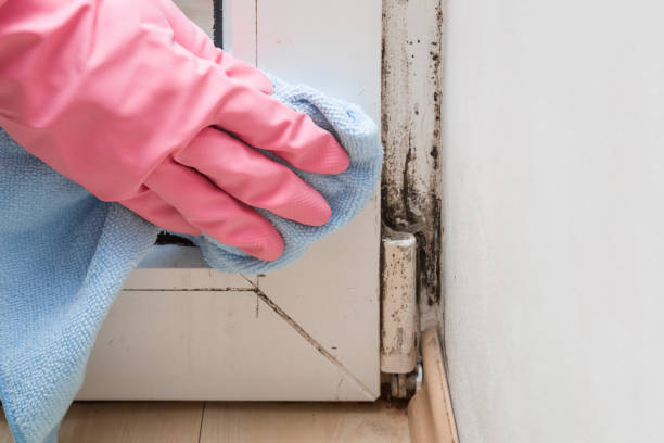 High Springs, FL Mold Removal Company