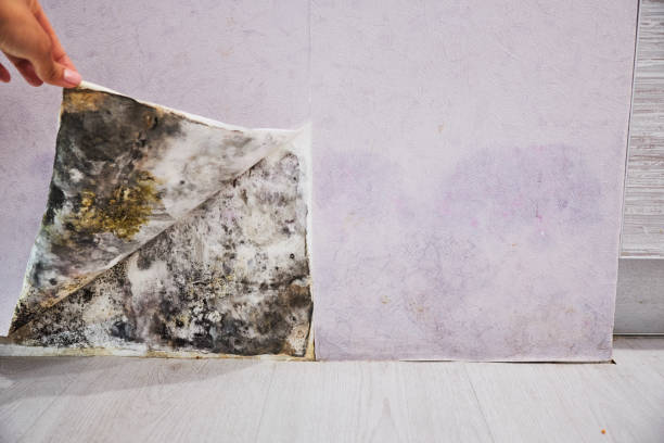 Office Mold Removal Services in High Springs, FL